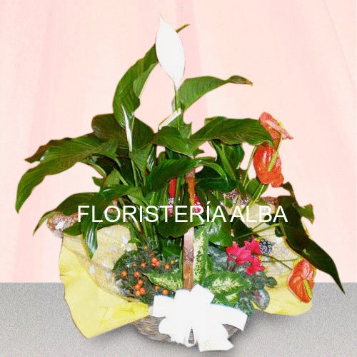 Composicion de plant