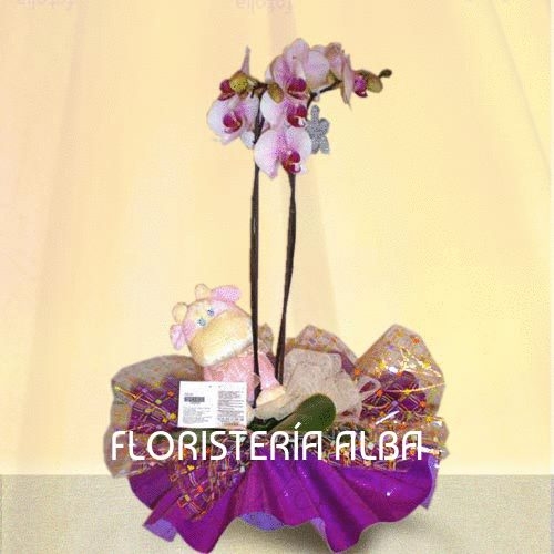 PHALAENOPSIS