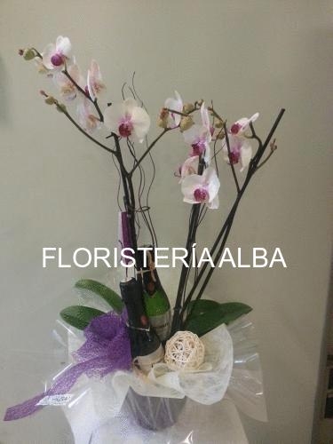 PHALAENOPSIS