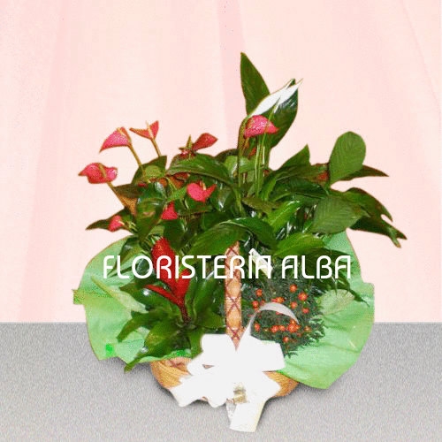CESTA DE PLANTAS 