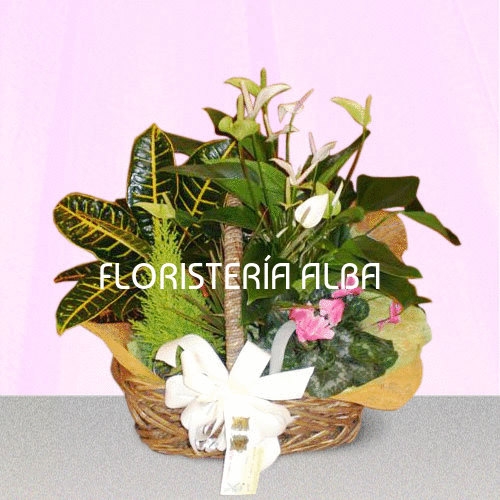 CESTA DE PLANTAS 
