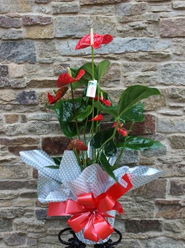 Anthurium