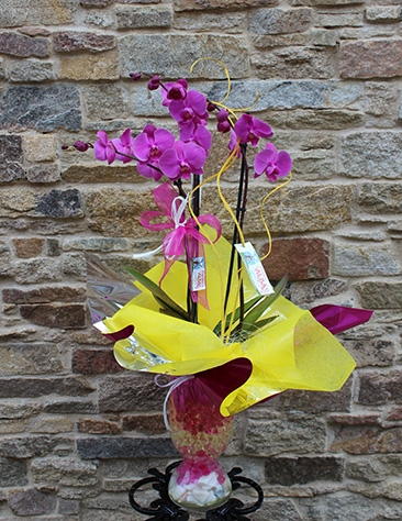 Orquidea en jarron