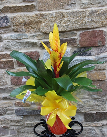 Bromelia en maceta