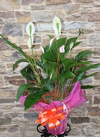 Spathiphyllum