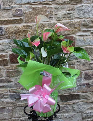 Anthurium