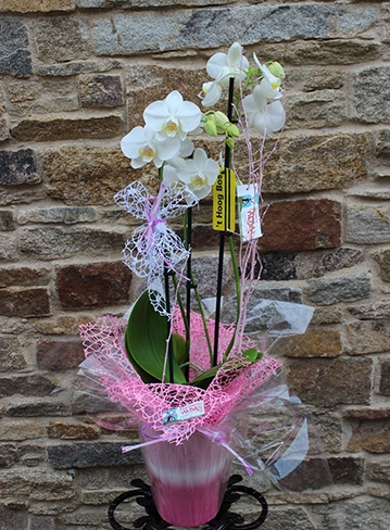 Orquidea en maceta 