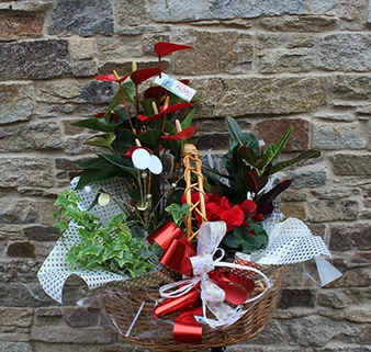 Cesta de plantas