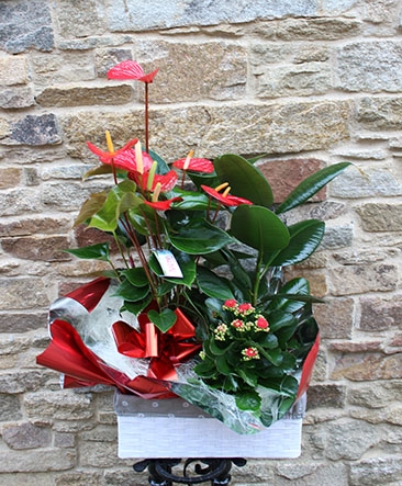 Cesta de plantas 