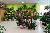 floristeria ferrol