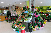 floristeria ferrol