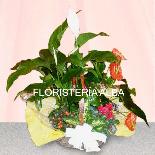 Composicion de plant