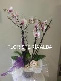 PHALAENOPSIS