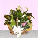 CESTA DE PLANTAS 